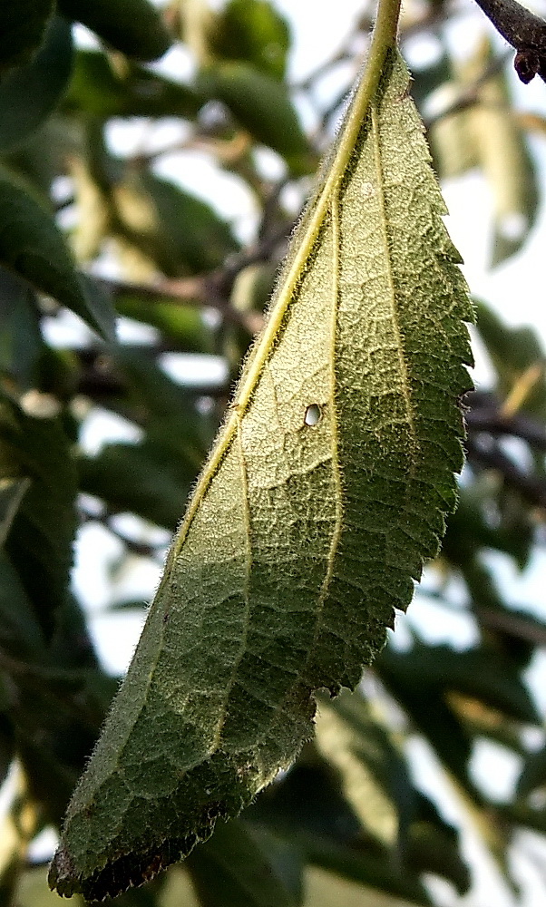 Image of Prunus stepposa specimen.