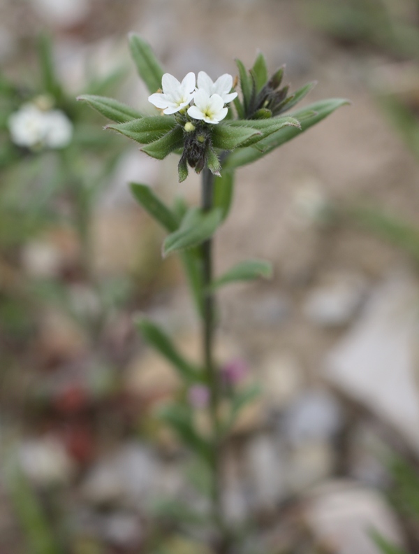 Image of Buglossoides arvensis specimen.