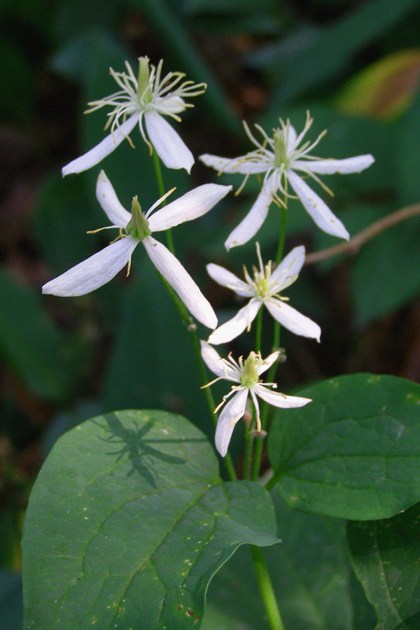 Image of Clematis recta specimen.