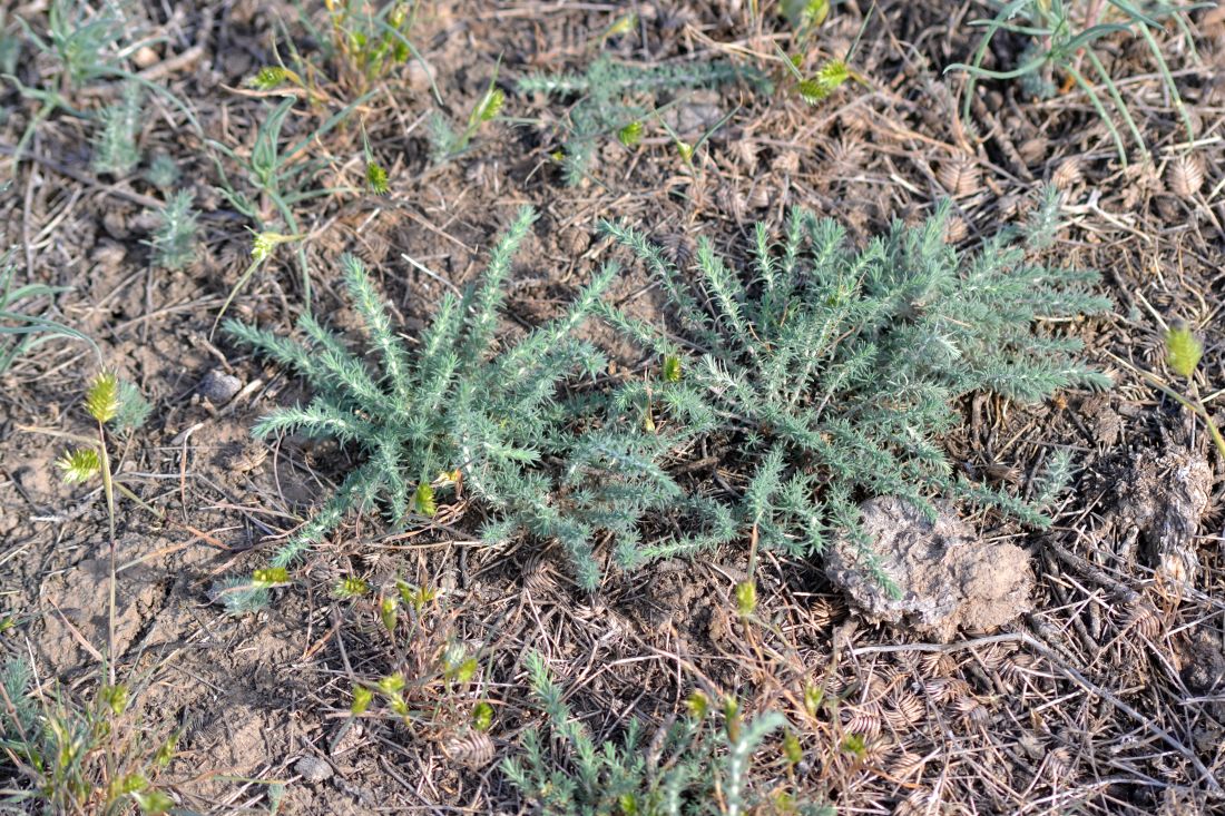 Изображение особи Camphorosma monspeliaca.