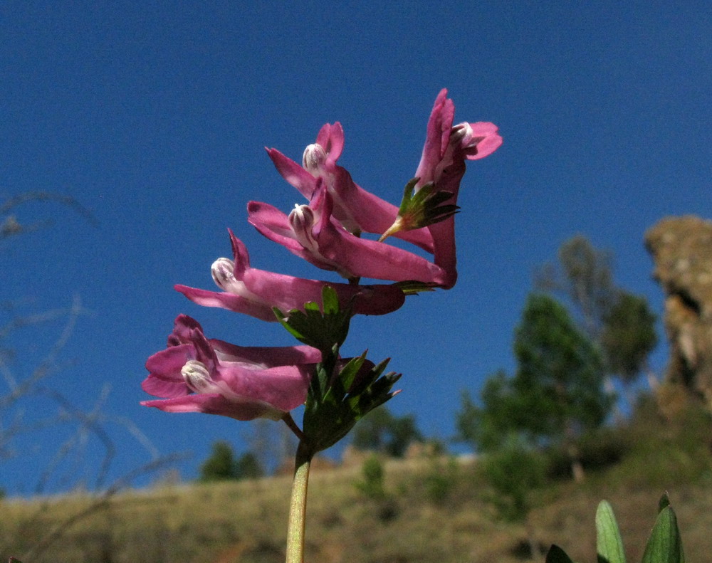 Image of Corydalis subjenisseensis specimen.