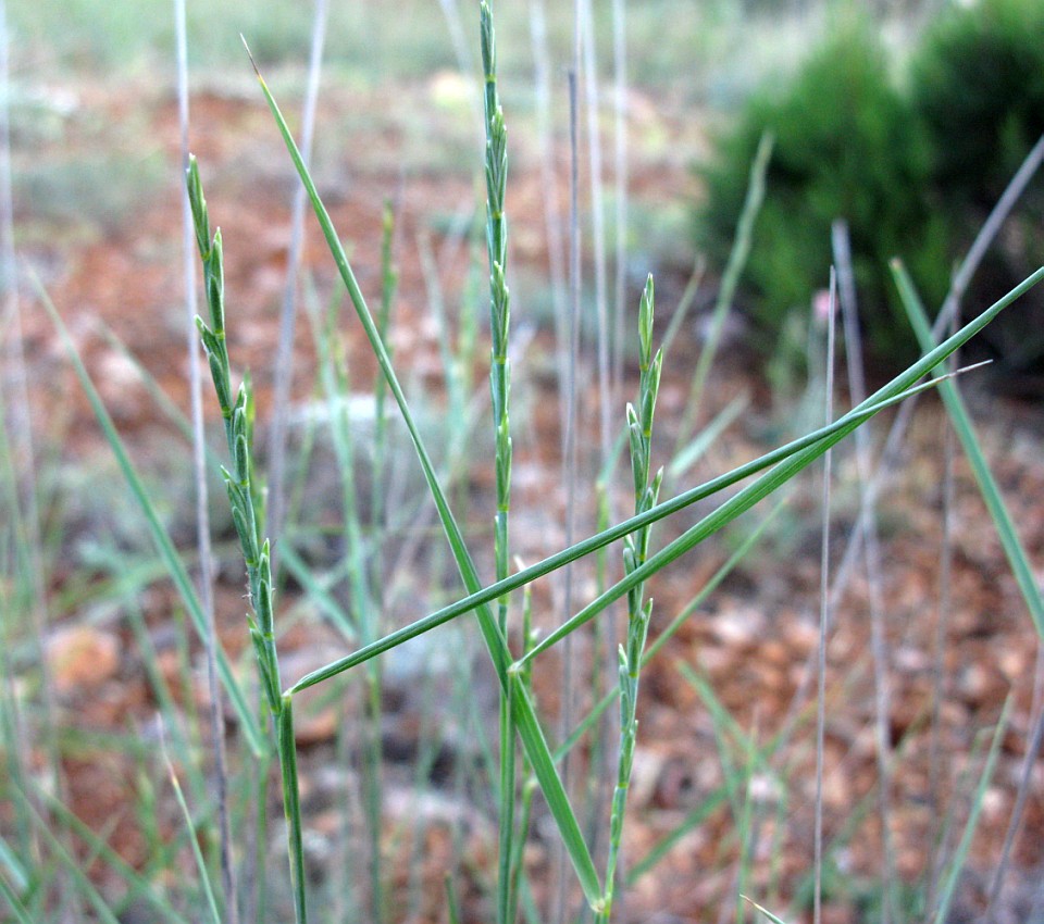 Image of genus Elytrigia specimen.