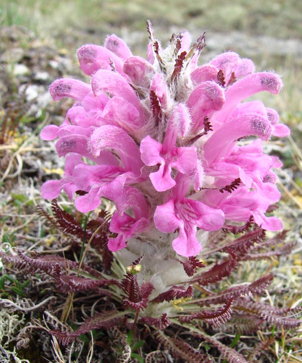 Image of Pedicularis alopecuroides specimen.