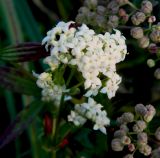 Galium physocarpum. Часть соцветия. Украина, Донецкая обл., Славянский р-н, окр. с. Богородичное. 10.07.2012.