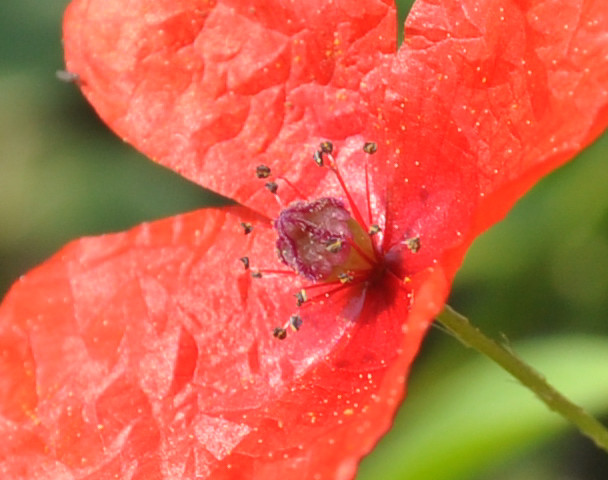 Изображение особи Papaver lecoqii.