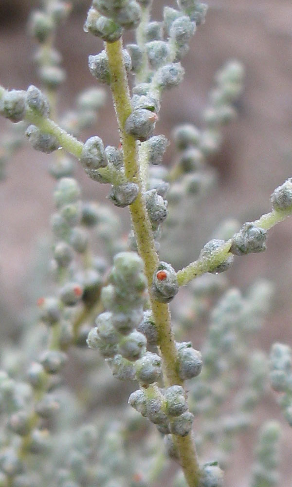 Изображение особи семейство Chenopodiaceae.