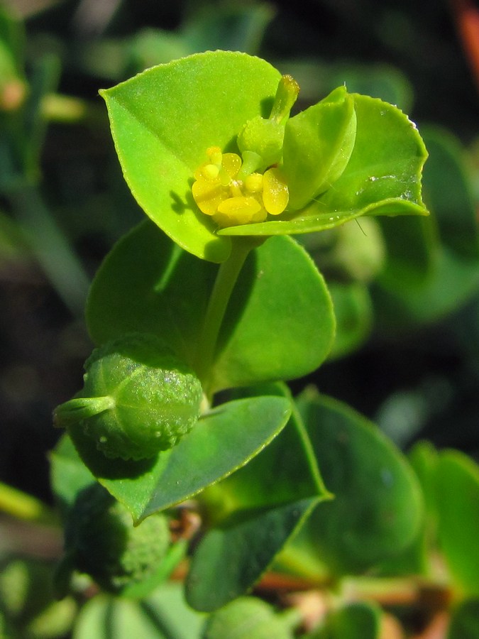 Изображение особи Euphorbia platyphyllos.