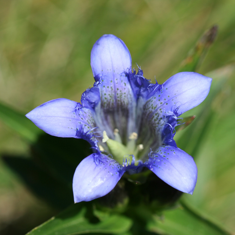 Image of Gentiana septemfida specimen.