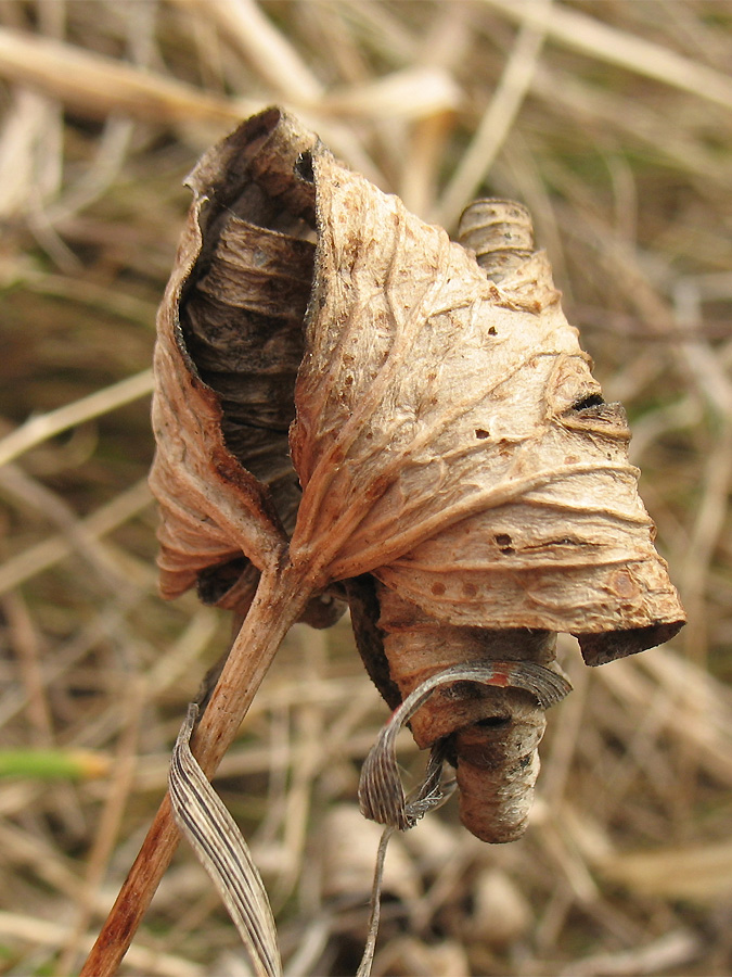 Image of Pulsatilla patens specimen.