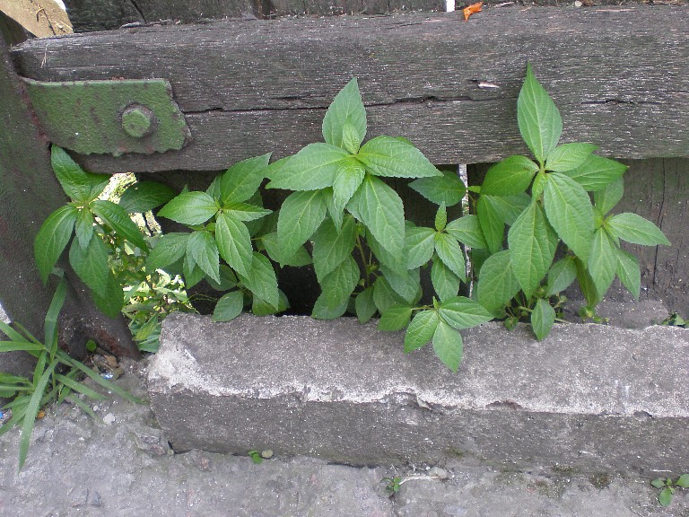 Image of Acalypha australis specimen.