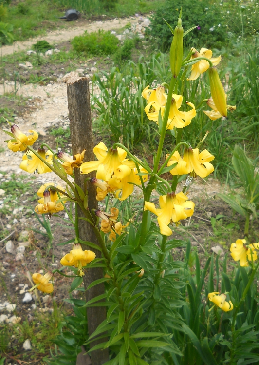 Image of Lilium monadelphum specimen.