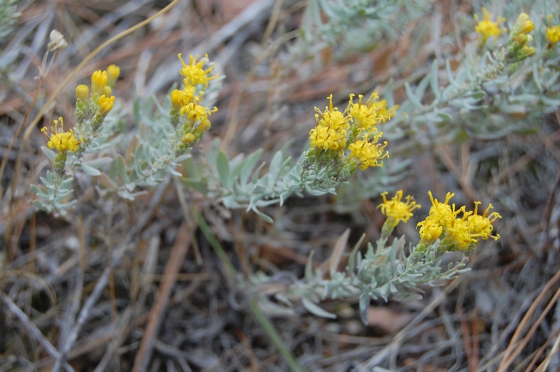 Image of Galatella villosa specimen.