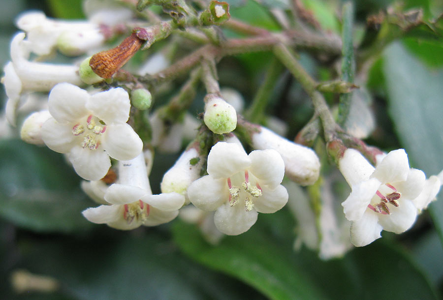 Изображение особи Viburnum suspensum.