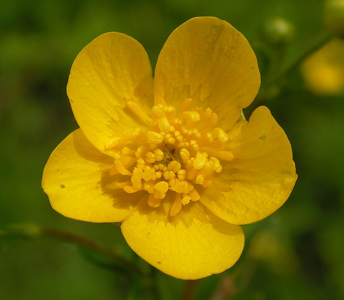 Image of genus Ranunculus specimen.