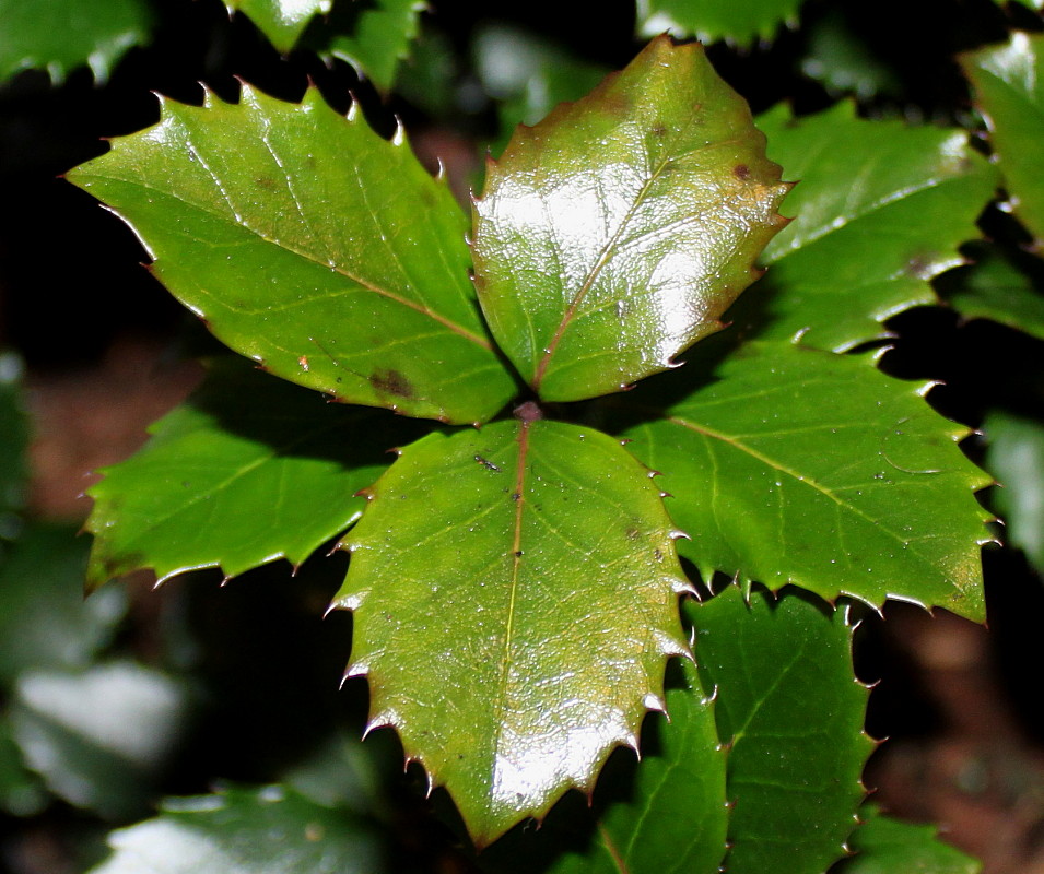 Image of Ilex &times; meserveae specimen.