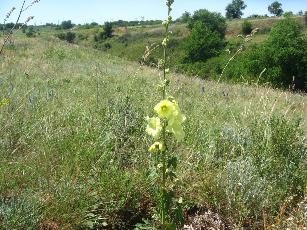 Image of Alcea rugosa specimen.