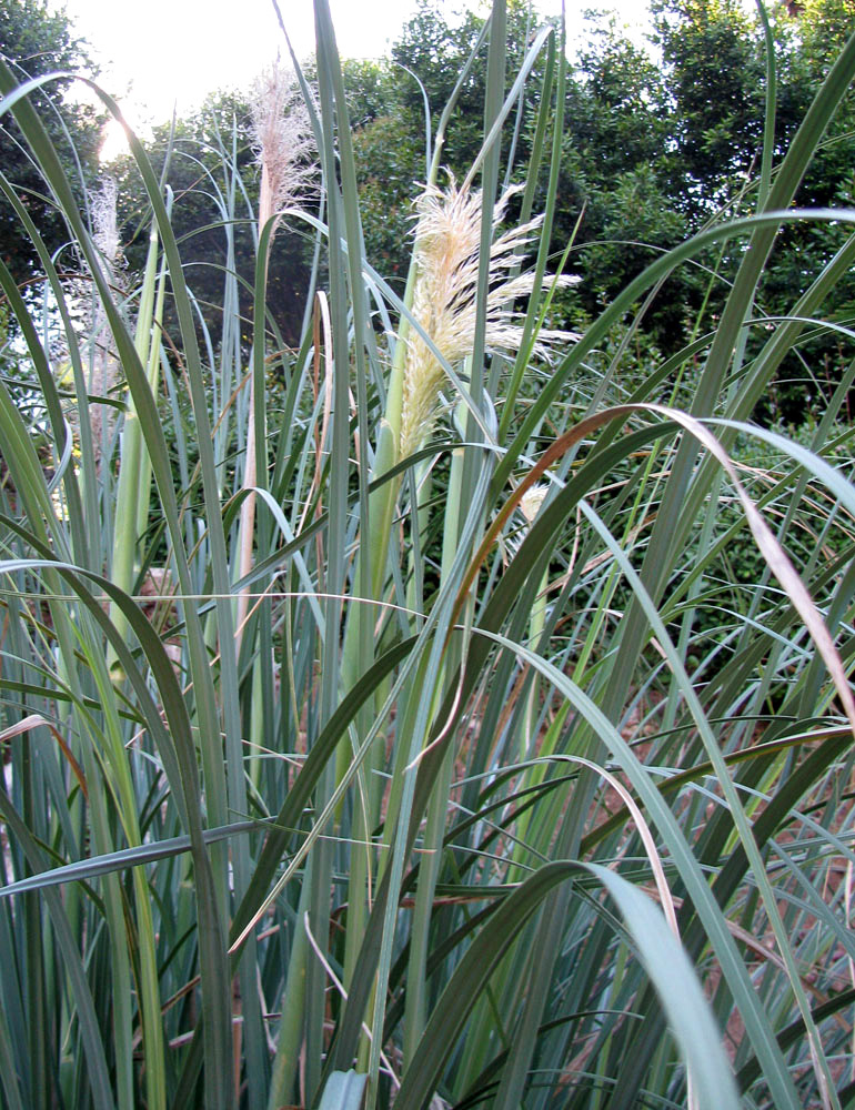 Изображение особи Cortaderia selloana.