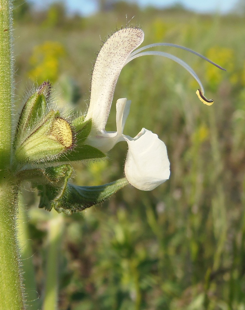 Image of Salvia revelata specimen.