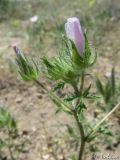 Malva setigera