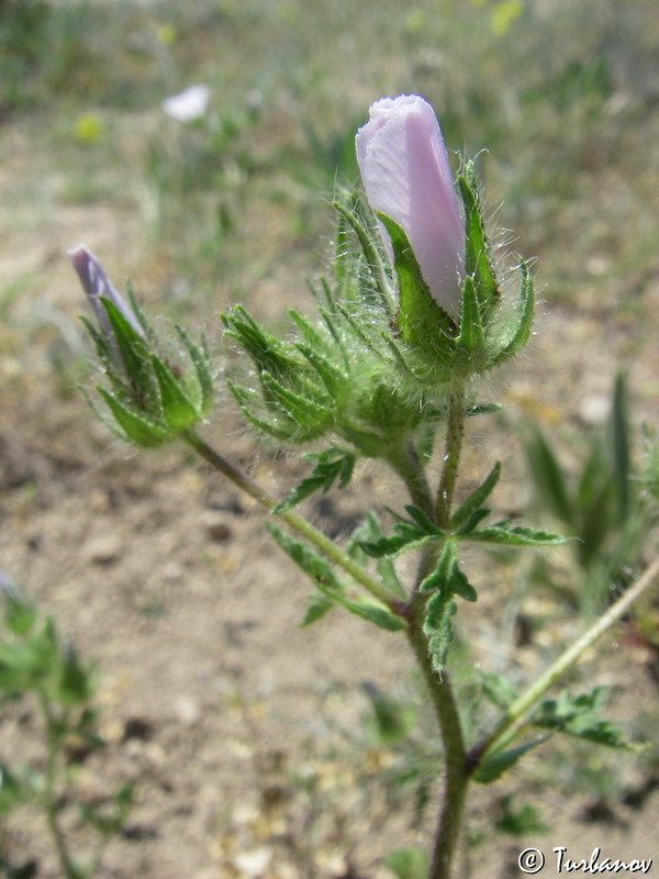 Image of Malva setigera specimen.