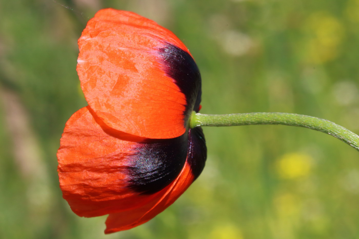 Image of Papaver stevenianum specimen.