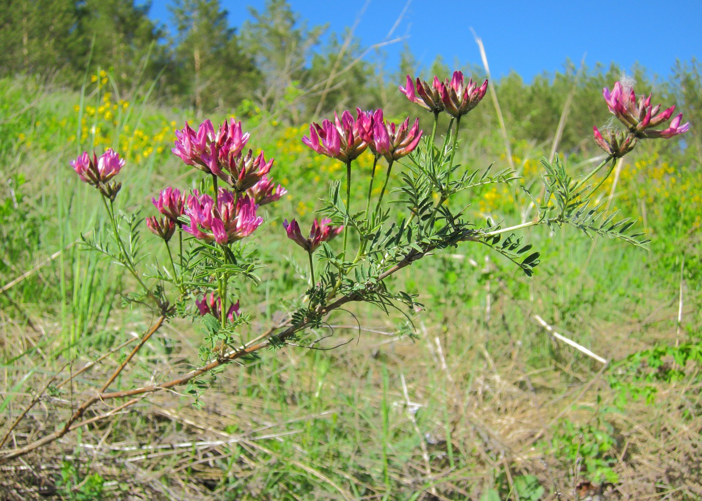 Изображение особи Astragalus cornutus.