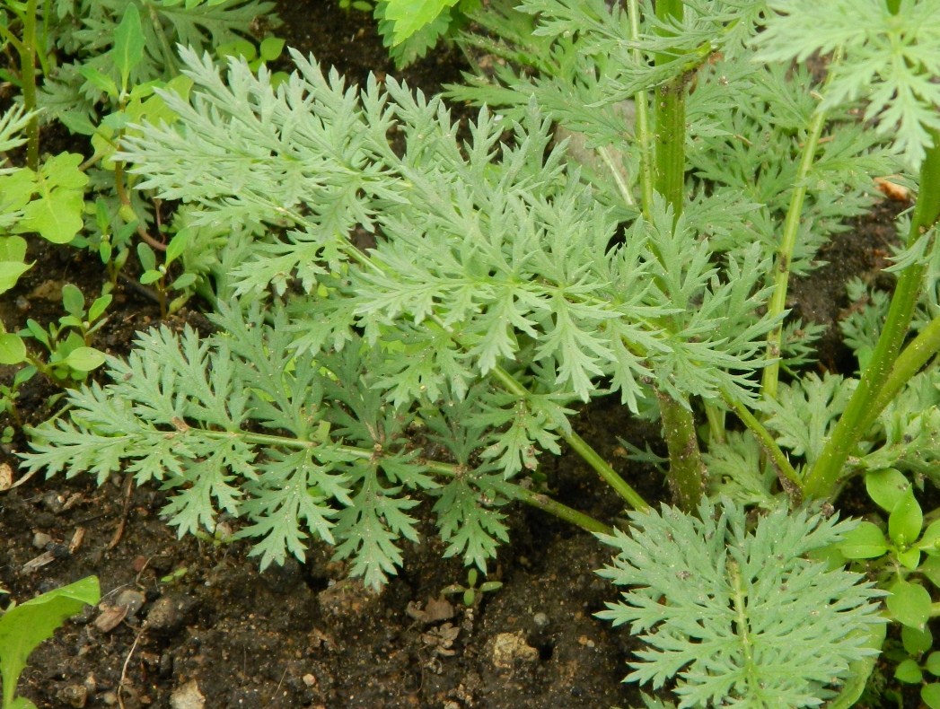 Image of Pyrethrum coccineum specimen.