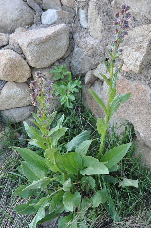 Изображение особи Solenanthus biebersteinii.