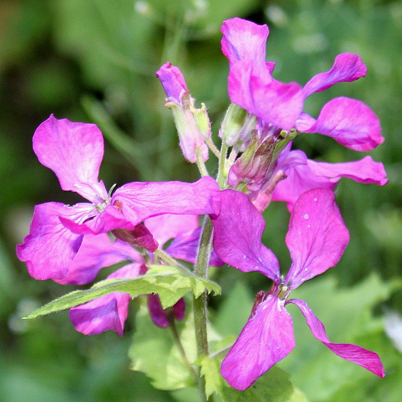 Image of Lunaria annua specimen.