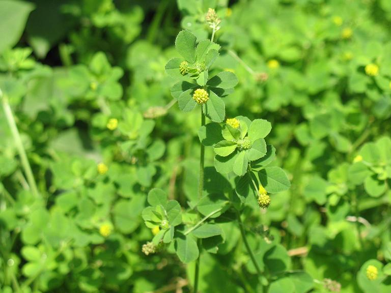 Image of Medicago lupulina specimen.