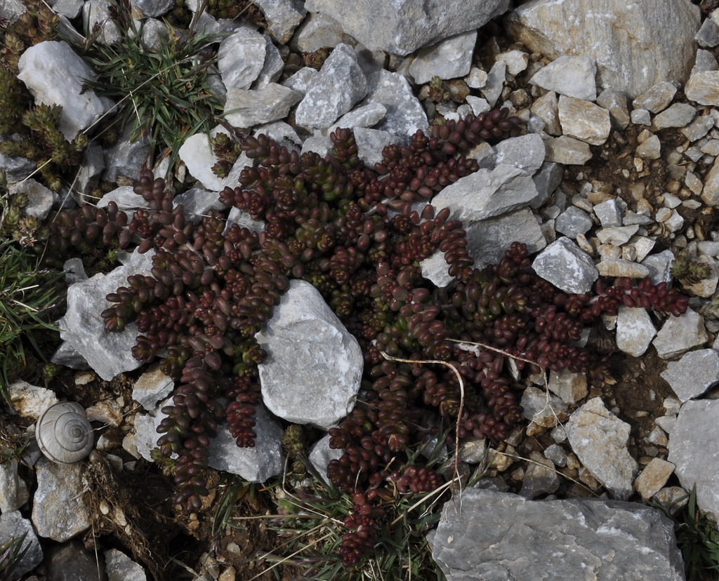 Image of genus Sedum specimen.