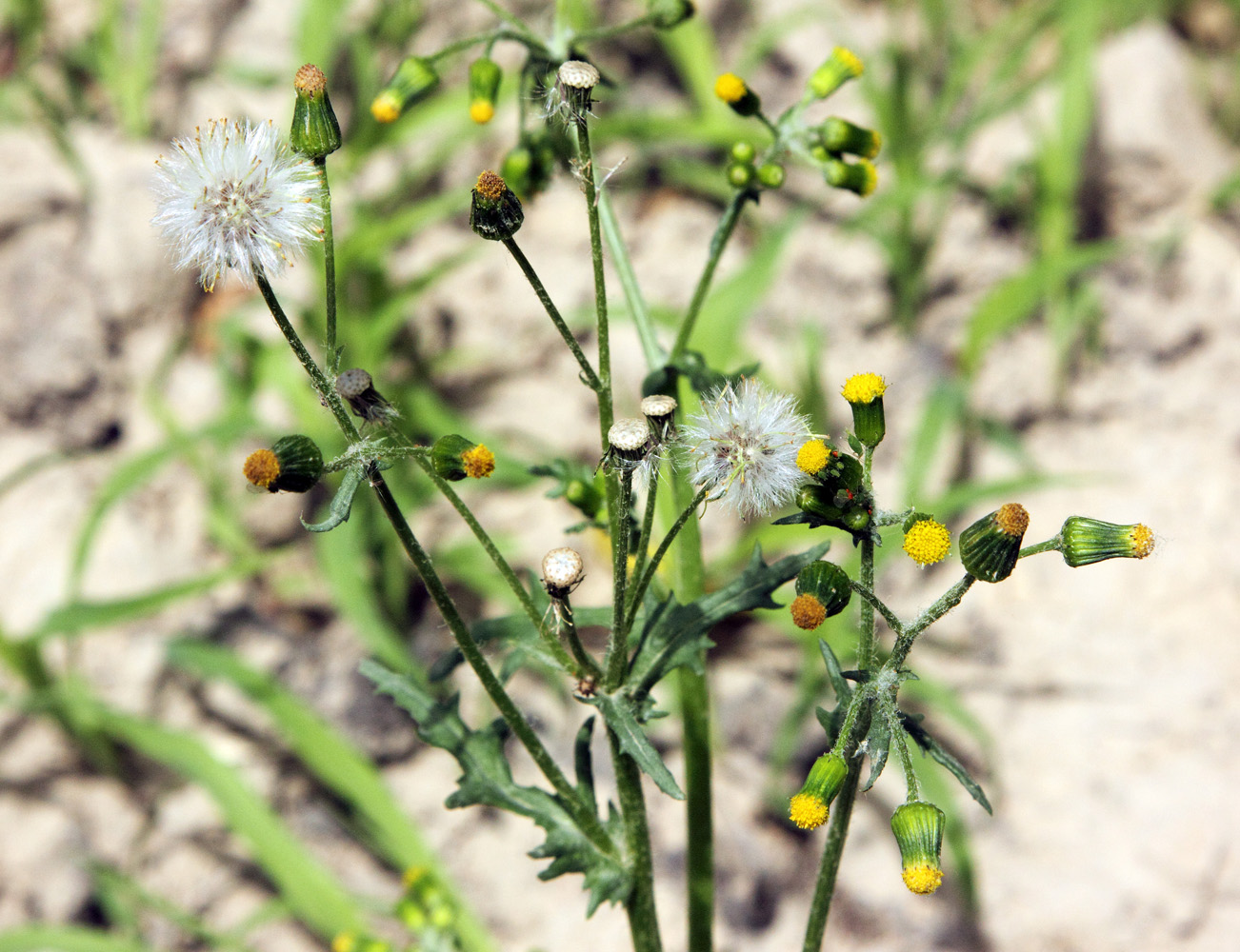 Image of Senecio vulgaris specimen.