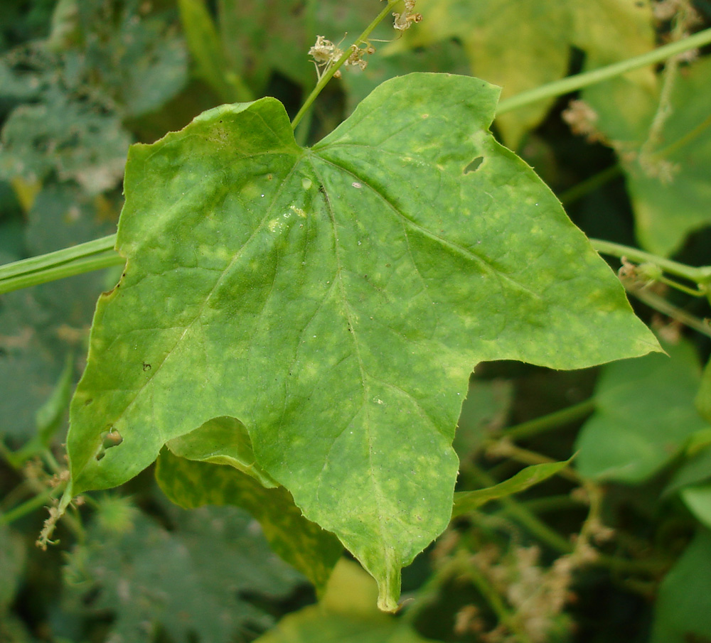 Изображение особи Echinocystis lobata.