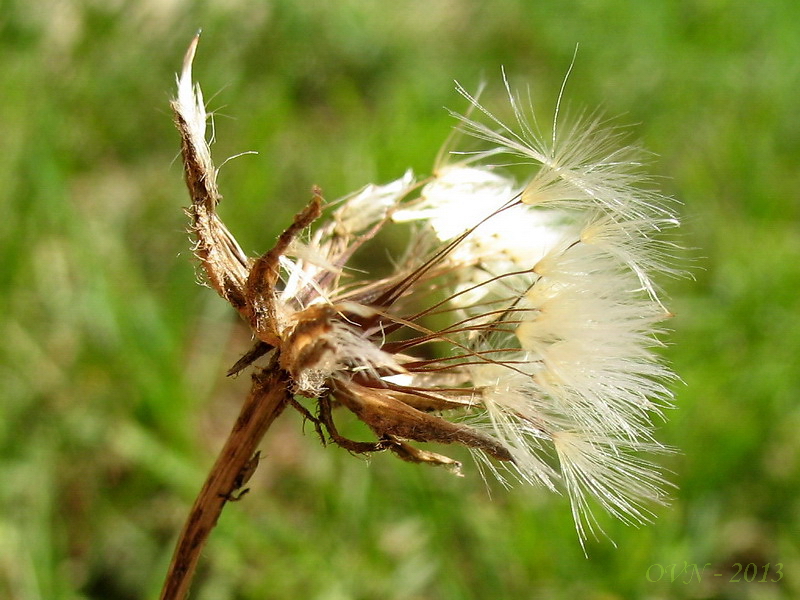 Изображение особи род Crepis.