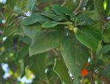 Cordia sebestena. Верхушка побега с незрелыми плодами. Таиланд, остров Тао. 27.06.2013.