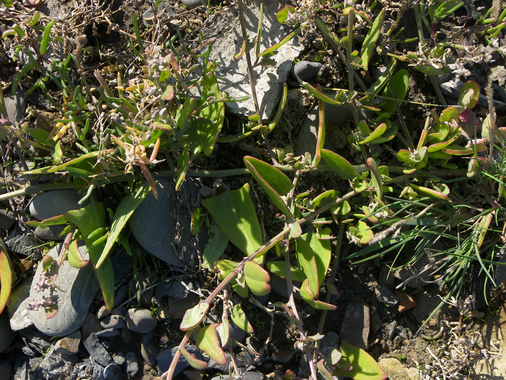 Image of Atriplex prostrata specimen.