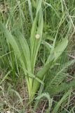 Allium decipiens