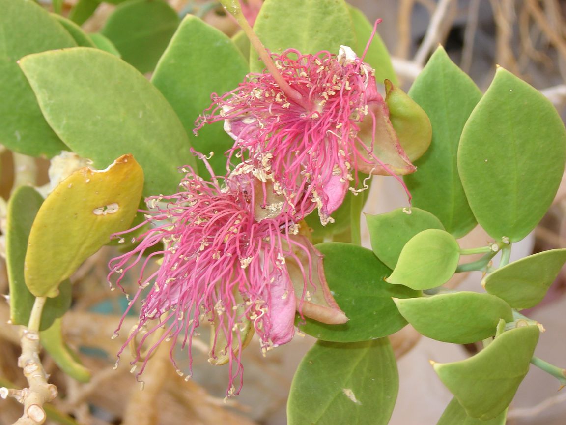 Image of Capparis cartilaginea specimen.