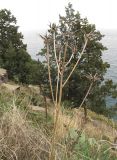 Crepis alpina