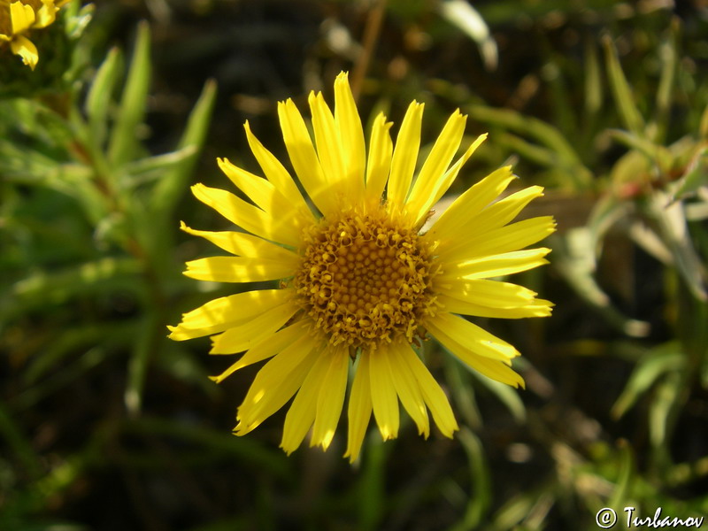 Image of Inula ensifolia specimen.