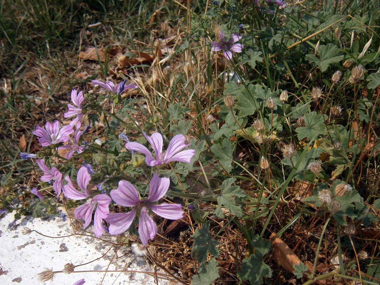 Image of Malva sylvestris specimen.