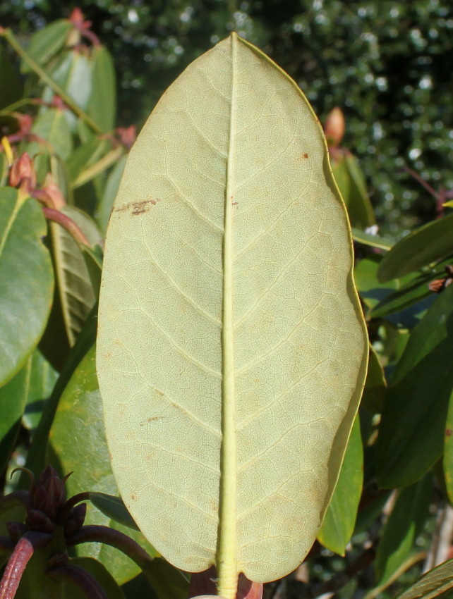 Image of Rhododendron campanulatum specimen.