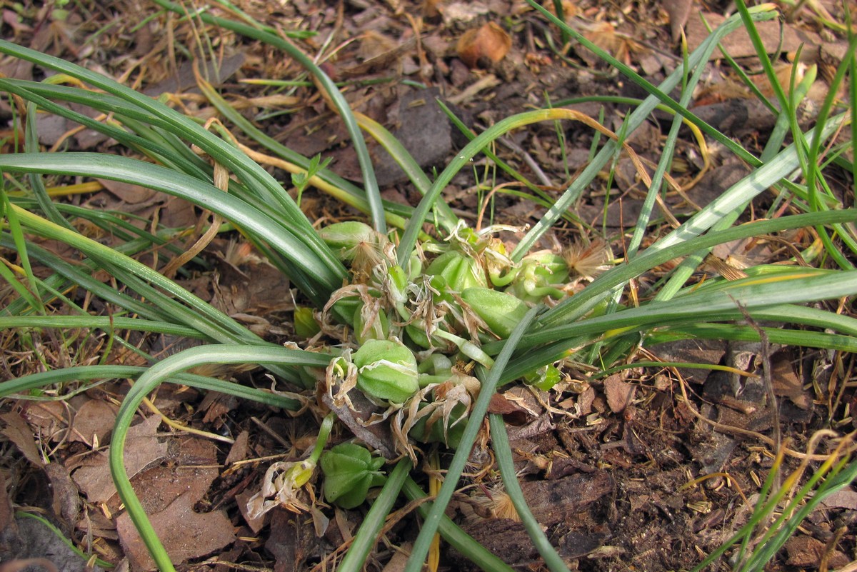 Изображение особи Ornithogalum refractum.