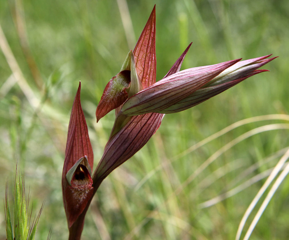 Image of Serapias bergonii specimen.