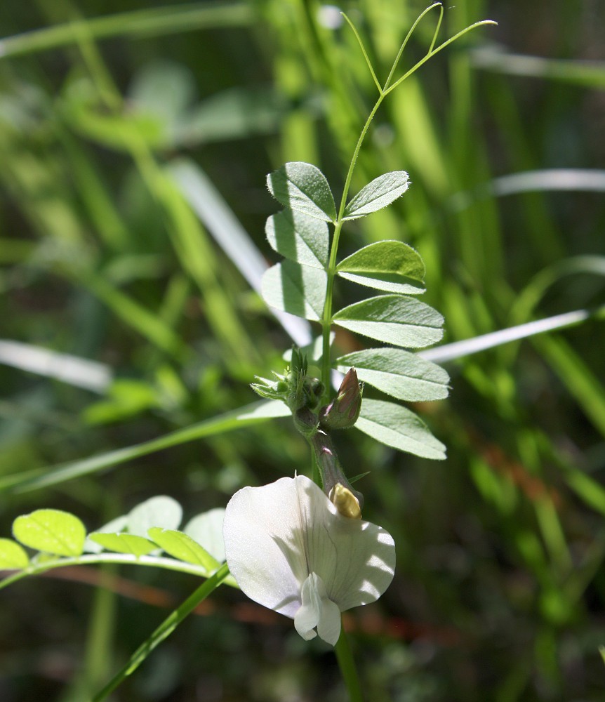 Image of Vicia grandiflora specimen.