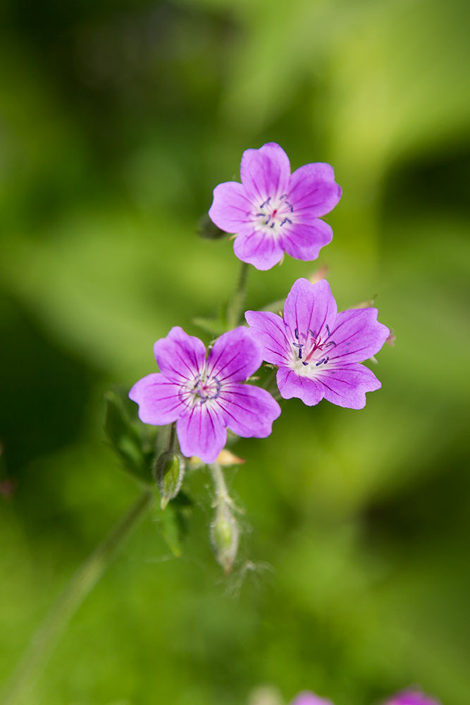 Image of Geranium sylvaticum specimen.