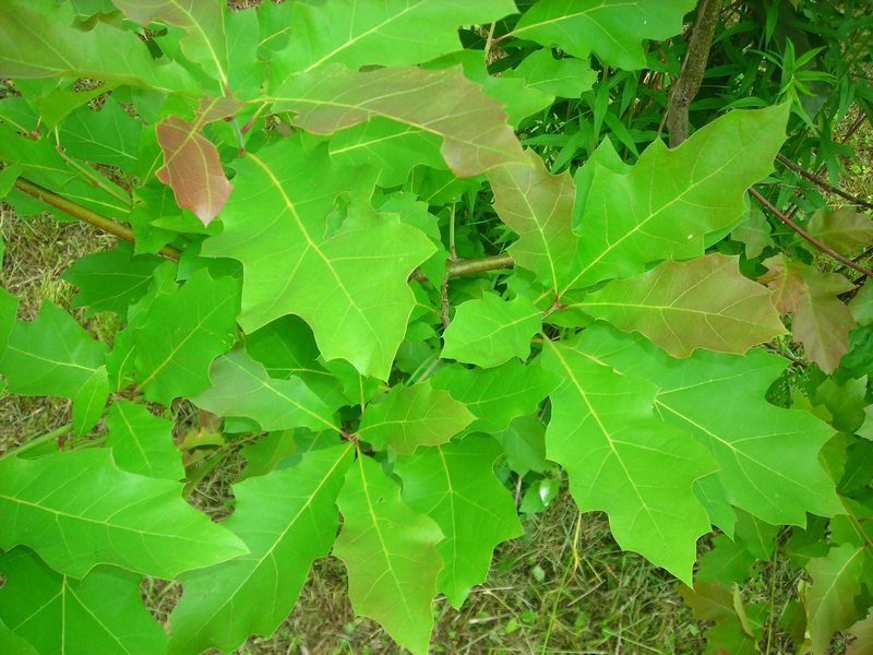 Image of Quercus rubra specimen.