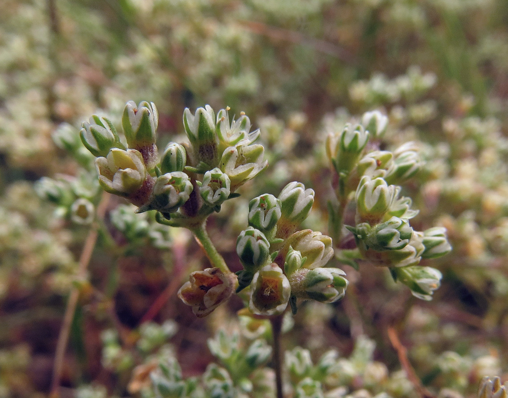 Image of Scleranthus perennis specimen.