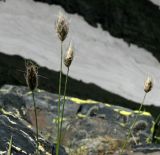 Image of taxon representative. Author is Елена Алешичева