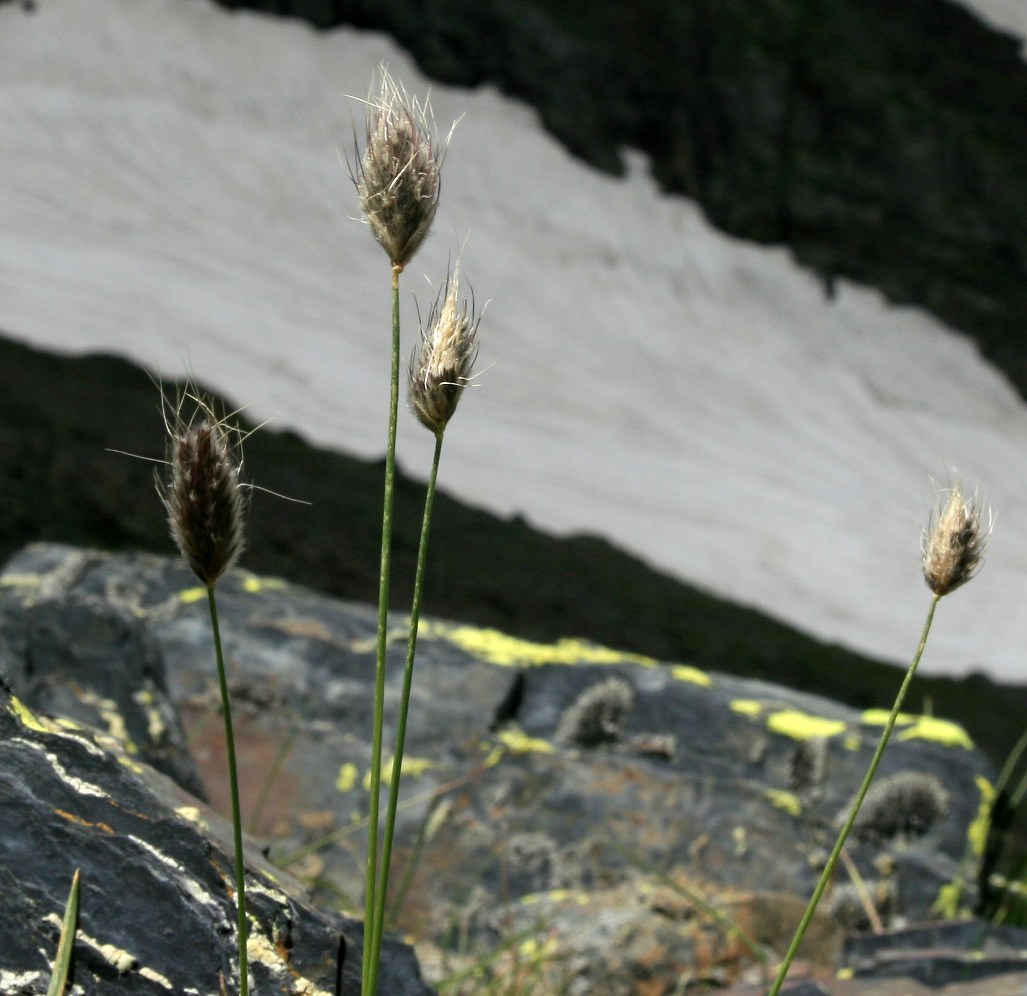 Image of genus Alopecurus specimen.